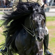 2016 Scottish Horse Show 2016-The Scottish Horse Show is held at The Royal Highland Showground, Edinburgh.