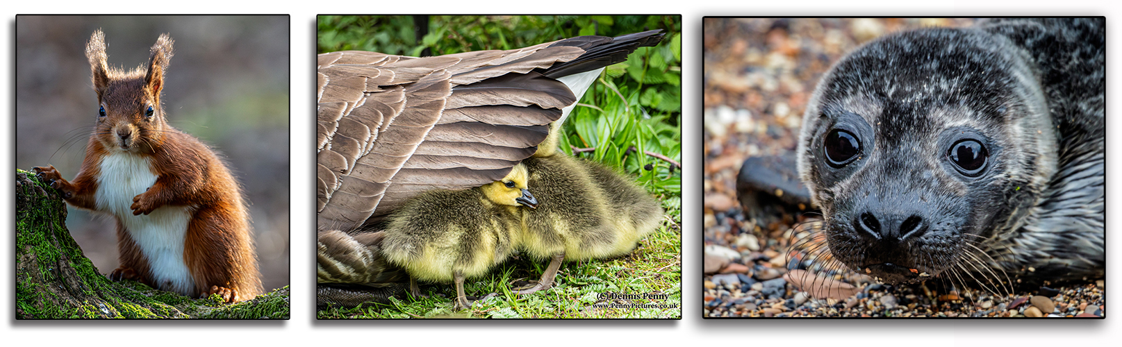 Wildlife