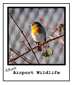 Airport Wildlife