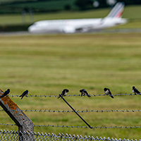Swallows at Edinburgh Airport