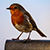 Photographs of Birds in Scotland
