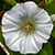 Photographs of Gardan and Wild Flowers plus Mushrooms and Trees