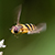 Photographs of Insects.