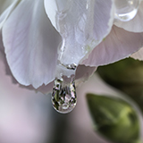 Macro Images