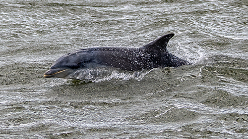 Photograph of Wildlife in the Scotland