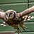 Photographs of the Scottish Owl Centre.