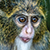 Photographs at Jersey, Edinburgh and Fife Zoos.