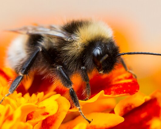 Bee-2013-1