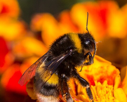 Bee-2013-10