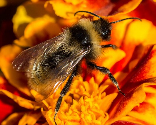 Bee-2013-11