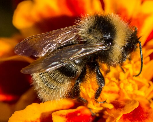 Bee-2013-12