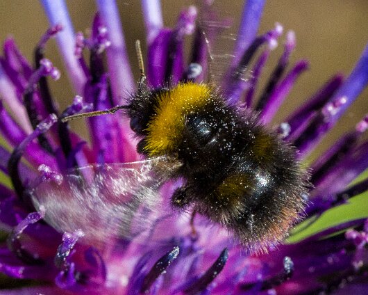 Bee-2013-13