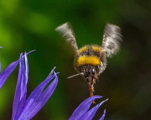 Bee-2013-15