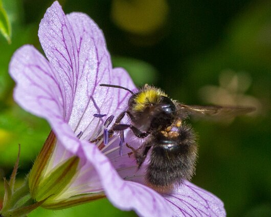 Bee-2013-16
