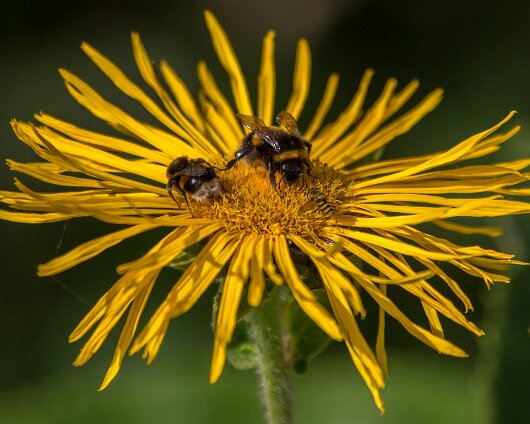 Bee-2013-17