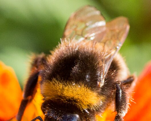 Bee-2013-5