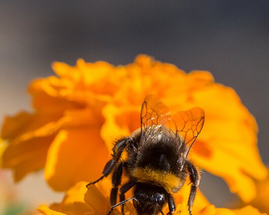 Bee-2013-6