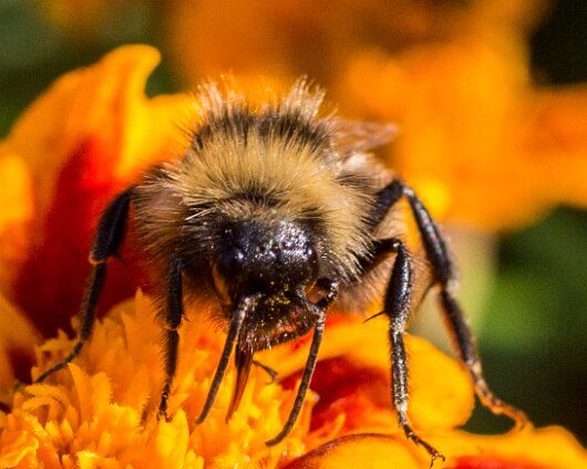 Bee-2013-7