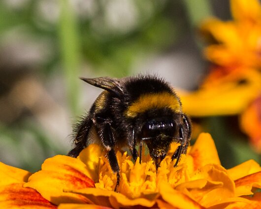 Bee-2013-8