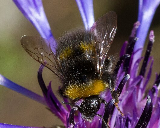 Bumble-Bee-2013-14