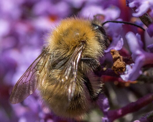 Bumble-Bee-2013-2