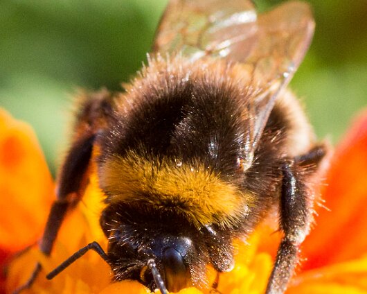 Bumble-Bee-2013-3