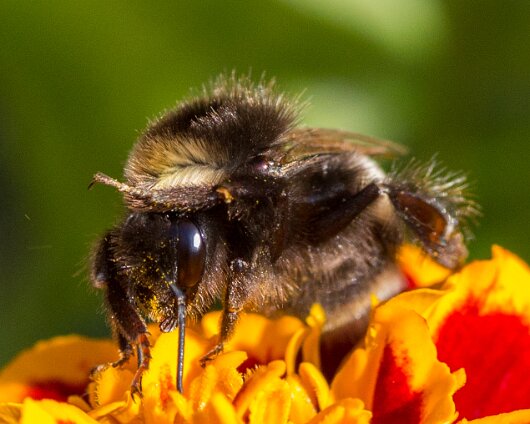 Bumble-Bee-2013-4
