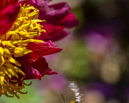 Bumble-Bee-2013-9