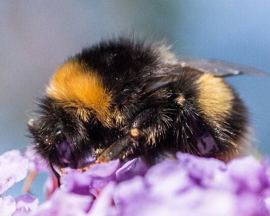 Bumble-Bee-2013