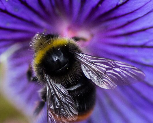 Bumble-Bee-2014-2