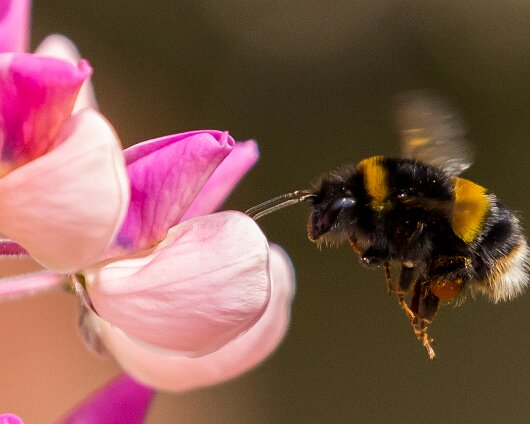 Bumble-Bee-2015
