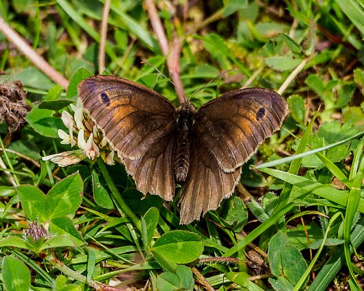 Butterfly-Meadow-Brown-2020-1