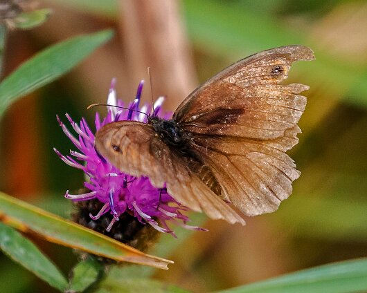 Butterfly-Meadow-Brown-2020-2
