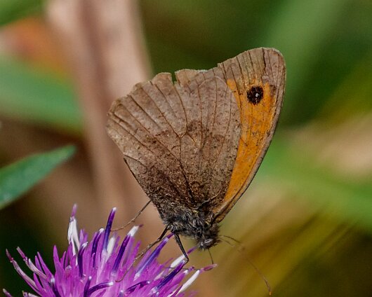 Butterfly-Meadow-Brown-2020-3