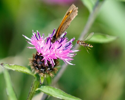 Butterfly-Meadow-Brown-2020-5