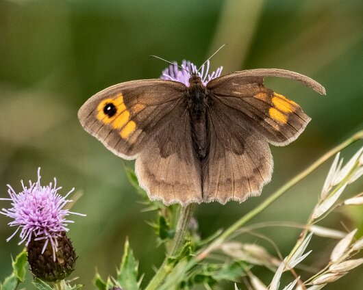 Butterfly-Meadow-Brown-2022-1