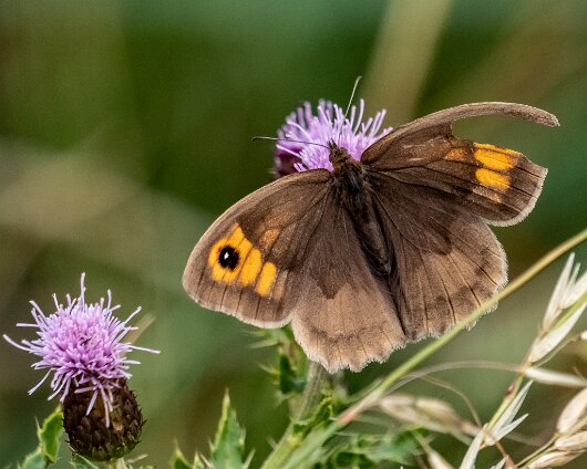 Butterfly-Meadow-Brown-2022-2