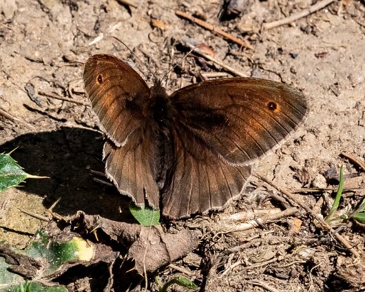 Butterfly-Meadow-Brown-2022-3
