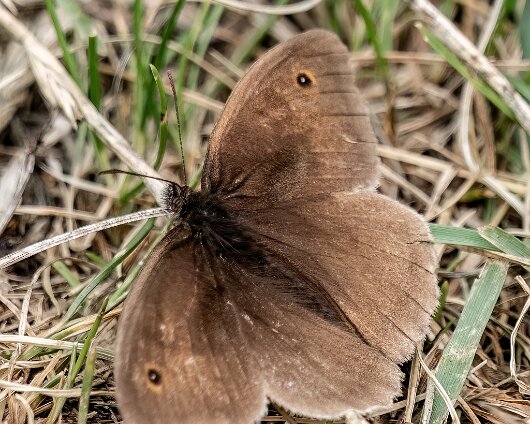 Butterfly-Meadow-Brown-2023-1