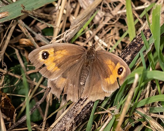 Butterfly-Meadow-Brown-2023-2