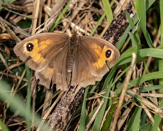 Butterfly-Meadow-Brown-2023-3