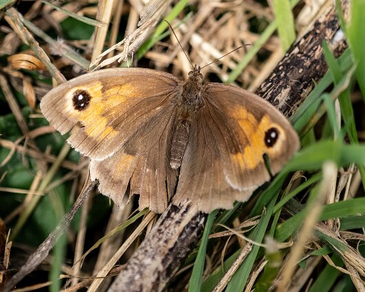 Butterfly-Meadow-Brown-2023-4
