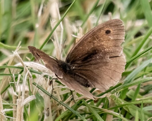 Butterfly-Meadow-Brown-2023-5