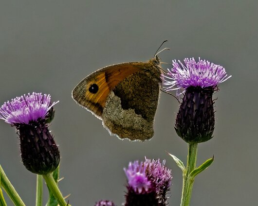 Butterfly-Meadow-Brown-2024-1-1