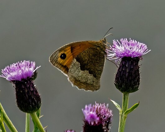 Butterfly-Meadow-Brown-2024-1-2