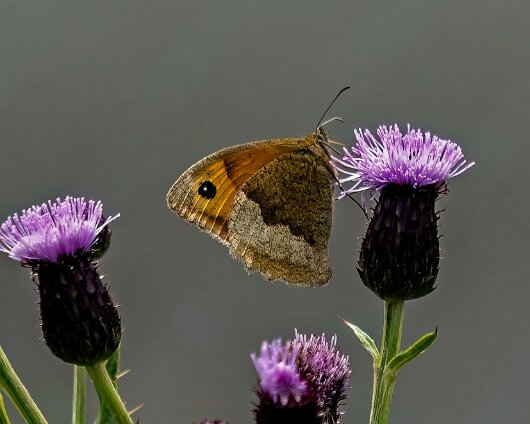 Butterfly-Meadow-Brown-2024-1-3
