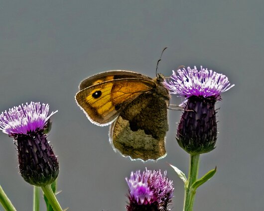 Butterfly-Meadow-Brown-2024-1-4