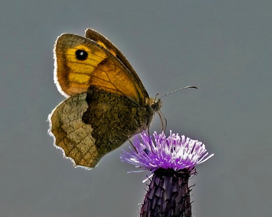 Butterfly-Meadow-Brown-2024-1-5