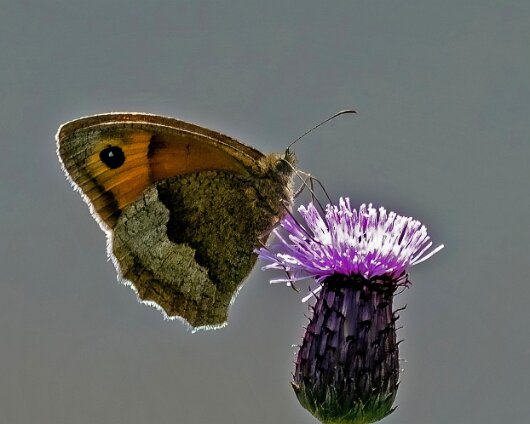 Butterfly-Meadow-Brown-2024-1-6