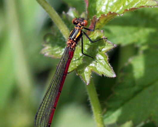 Damselfly-2011